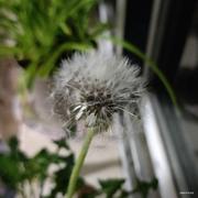 一盘菜的个人资料头像