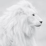 C8。那个人头像