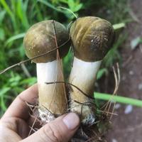 吃西红柿吧头像