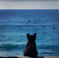 开p1的黄昏头像