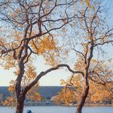 诗和远方风和自由头像