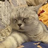 未来小螃蟹头像