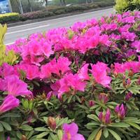幸运豆花utk头像