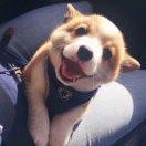 chenon的个人资料头像