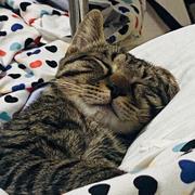 朝歌235的个人资料头像