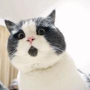 七饼的个人资料头像