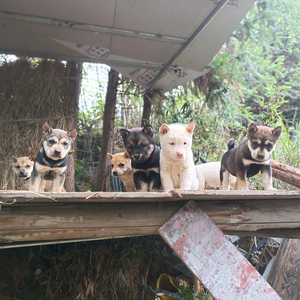 老梁养土狗头像