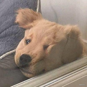 用户6135475668337的个人资料头像