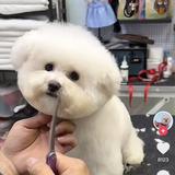 小黑与翠花头像