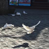 浪里白漂头像