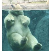 爱游泳12345头像