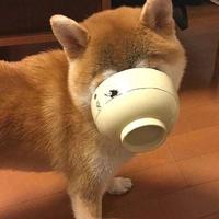 犬走奕同125头像