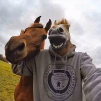 Ψ風言風語头像