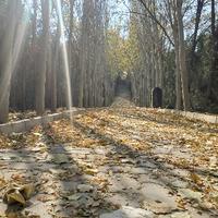 李子的世界头像