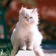 清欢2024的个人资料头像