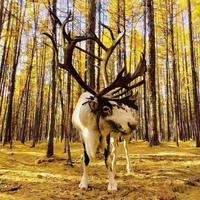 贝尔旅游环线头像