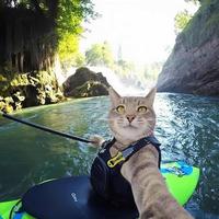 灿烂孔雀fUh头像