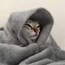 Wondery的个人资料头像