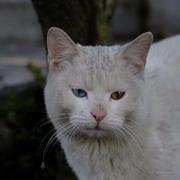 卷死自己得了的个人资料头像