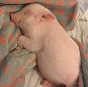 程序员达不溜的个人资料头像