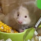 金丝熊蛋蛋头像