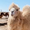 阿拉善漠小驼头像