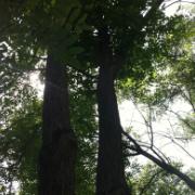 龙华彭的个人资料头像