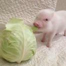 鸿琛的个人资料头像