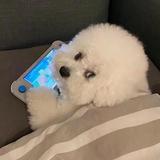 白易小七头像