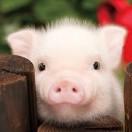 t的个人资料头像