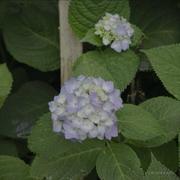 富贵花开的个人资料头像