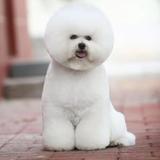 铲屎先生头像