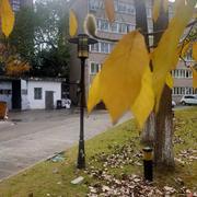 leilei785的个人资料头像