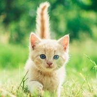 诗意橘子l8头像