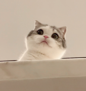 戚戚于失的个人资料头像