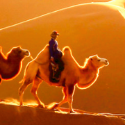 挖坑舟的个人资料头像