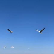 北极星辰的个人资料头像