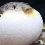 任大夹头像