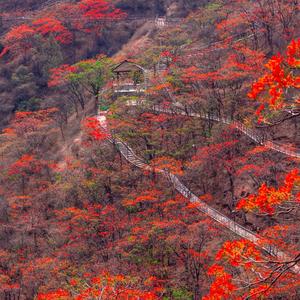 花城信息帮头像