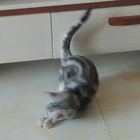 猫咪语者头像