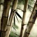 灰尘就是我的个人资料头像