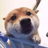 小张小张丶从不慌张头像