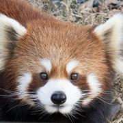 土土士的个人资料头像