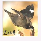 幸福舒兰6A1头像