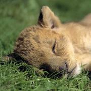 cybertrack的个人资料头像