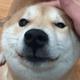 用户7492402375172头像