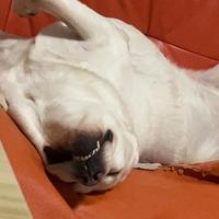 极速伊迪3L4头像