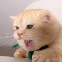 多啦A梦先生头像