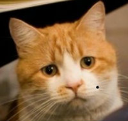 MojoWasabi的个人资料头像