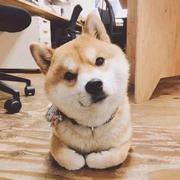 瑞雪兆丰年的个人资料头像